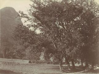 [Chemin bordé d'arbres à proximité du château Dhéré] / [non identifié]. [1911]