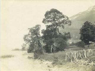 [Bosquet d'arbres masquant une petite tour avec un toit pointu sur la rive droite du lac entre Veyrier-du-Lac et Menthon-Saint-Bernard] / [non identifié]. [s.n.], [1909-1923]. [1909]-[1923]